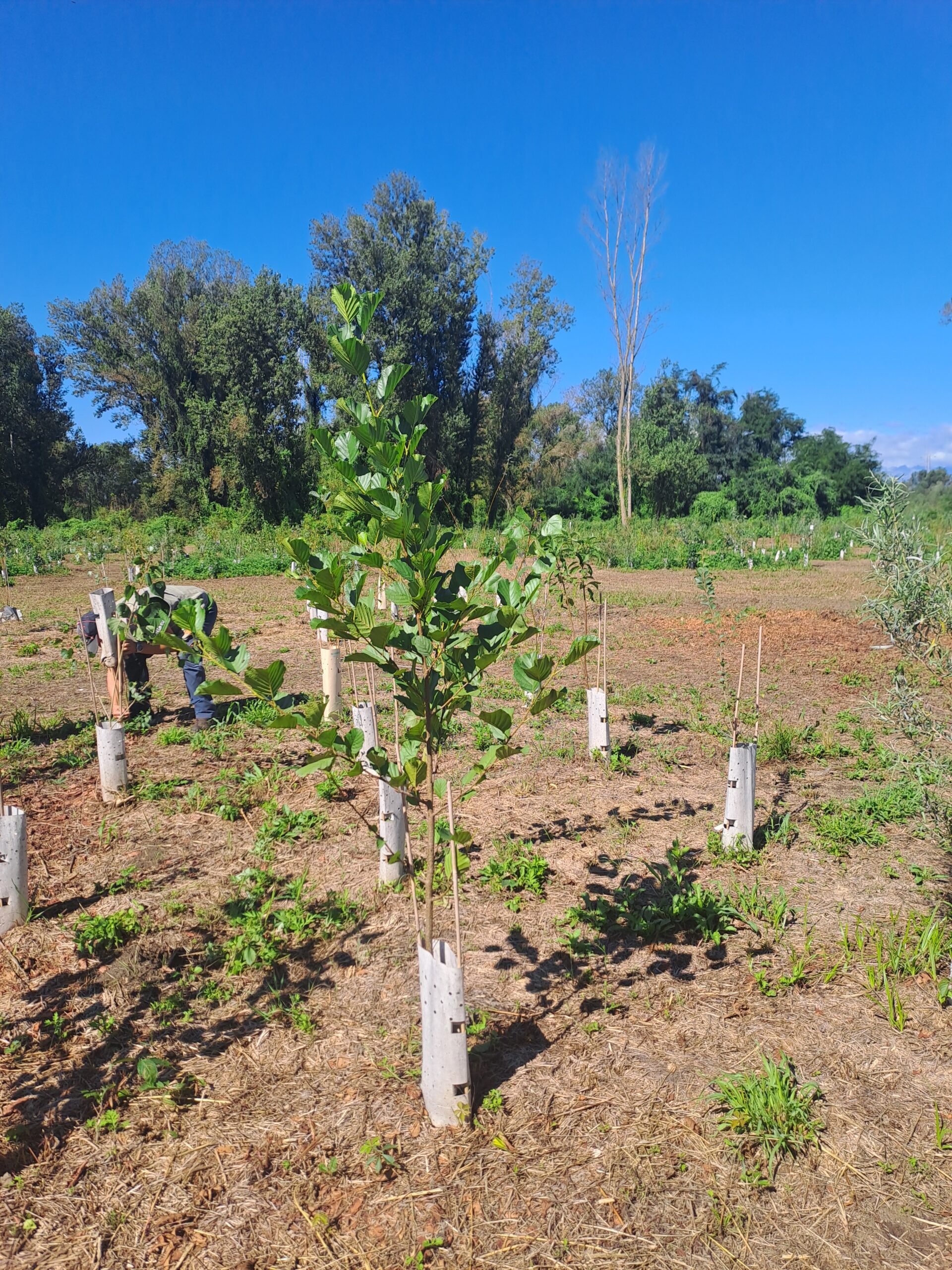 PNRR RIFORESTAZIONE DI AREE PERIFLUVIALI LUNGO L’ASTA DEL PO